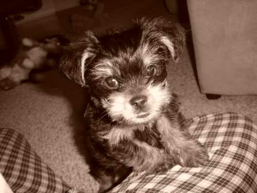 http://www.toybreedpuppies.mysite.com/images/littlebrwnyorkie.jpg